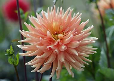 Peach Dahlia Flower Close-Up