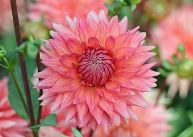Close-up of a Pink Dahlia Flower