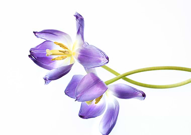 Faded Purple Tulips on White