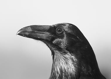 Raven Portrait in Black and White