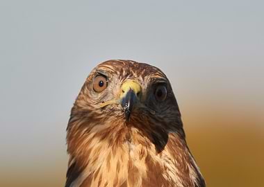 Close-up Portrait of a Common Buzzard