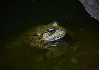 Green Frog in Murky Water