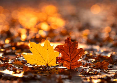 Autumn Leaves on Ground
