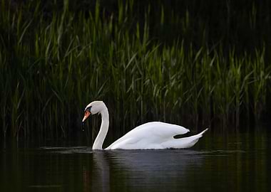Elegant Swan on Water