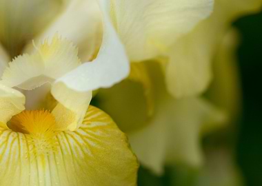 Close-up of a Yellow Iris Flower