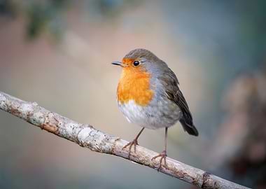 Robin Perched on a Branch