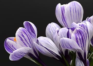 Purple and White Striped Crocuses