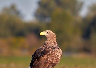 Majestic Eagle Portrait