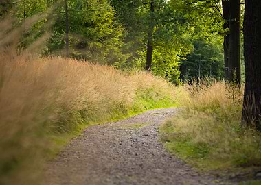 Gravel Path Through Grassy Forest