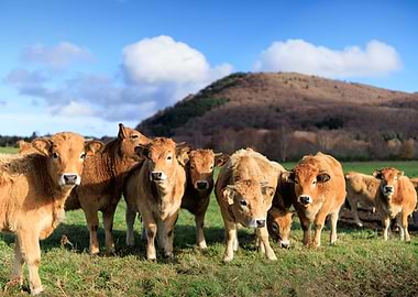 Auvergne. Cattle Herd in a Green Field