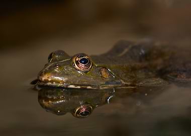 Frog in Water Reflection