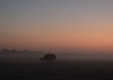 Misty Landscape with Tree at Dawn