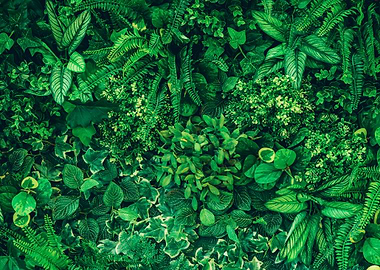 Lush Green Foliage Background