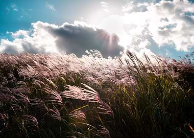 Sunlit Field of Grasses in Jeju Island