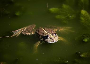 Frog in murky green water