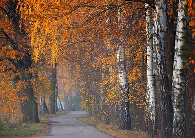 Autumn Road with Birch Trees, Poland