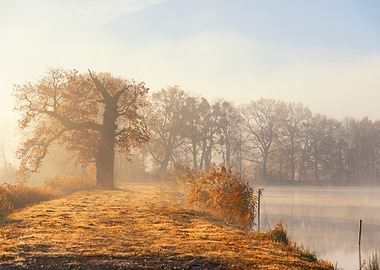 Misty Autumn Landscape with Trees, Poland