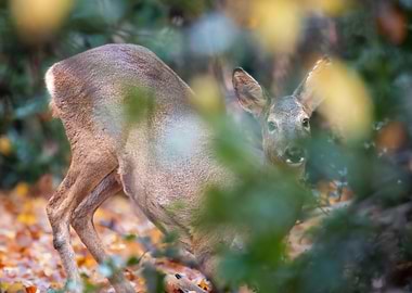 Deer in Autumn Forest