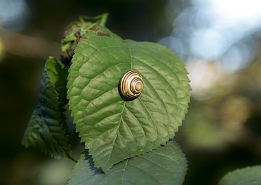 Snail on a Leaf