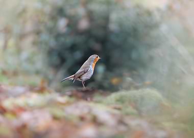 Robin in a Forest Glade