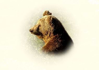 Brown Bear Profile Portrait