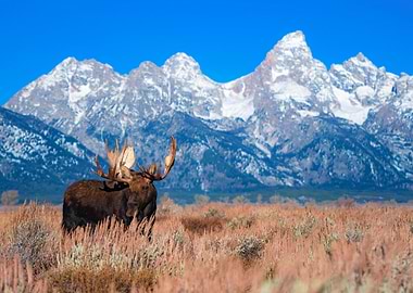 Moose in Field with Mountains