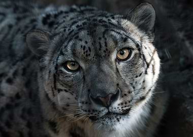 Snow Leopard Portrait
