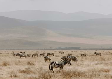 Zebras Grazing in African Savannah