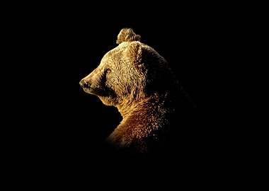 Brown Bear Profile on Black Background