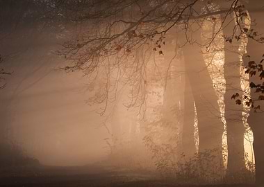 Misty Forest Landscape