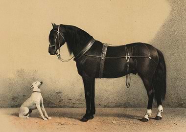 Orloff Horse
