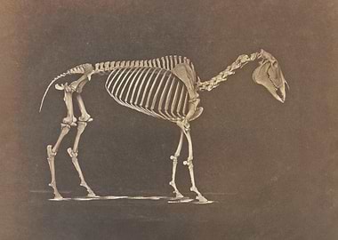 Skeleton of horse