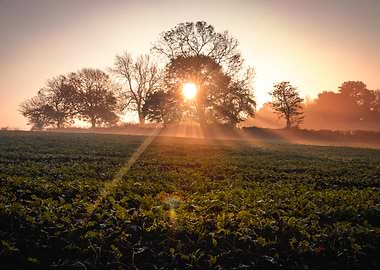 Sunrise through trees over field