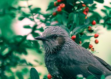 Brown Bird with Red Berries