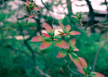 Red and Green Leaves on Branch