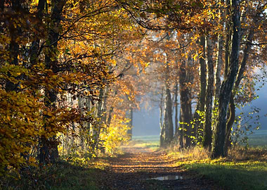 Autumn Forest Path