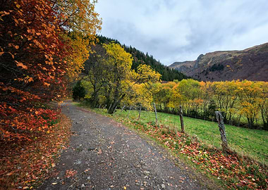 Autumn path through colorful forest landscape