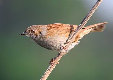 Dunnock Bird Perched on Branch