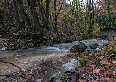 Autumn Stream in Forest