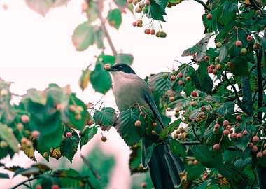 Bird eating berry on tree branch