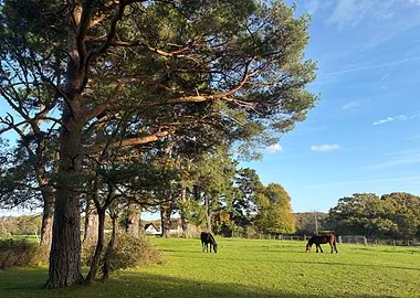 Horses Grazing in a Green Field