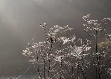 Spiderwebs on plants in foggy landscape