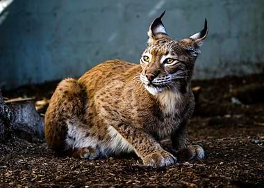 Resting Lynx Portrait