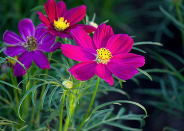 Cosmos Flowers in Bloom