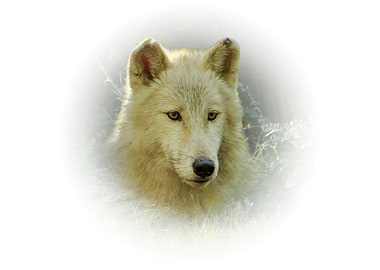 White Wolf Portrait