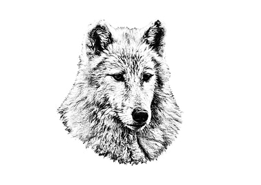 Wolf Portrait Black and White