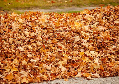 Pile of Autumn Leaves
