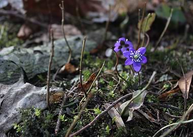 Purple Hepatica Flower in Forest Setting