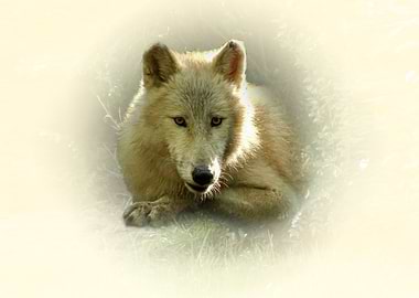 Resting Wolf Portrait