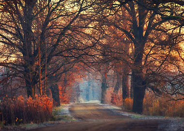 Autumn Road with Trees, Golden Hour, Poland